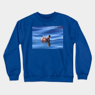 Wild birds, wildlife, nature, Spectacular Grebe, grebes Crewneck Sweatshirt